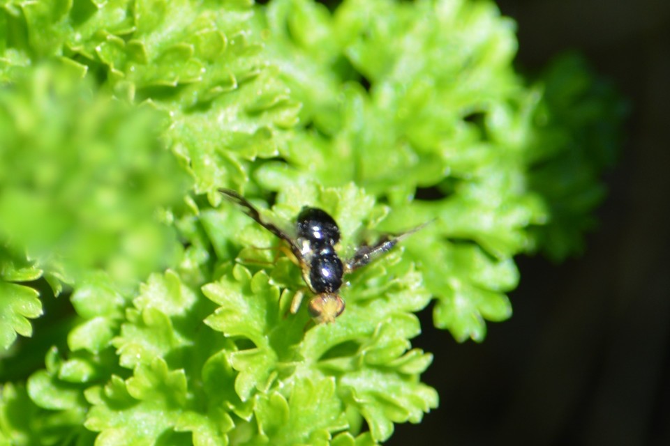 Tephritidae - fúrólégyfélék
