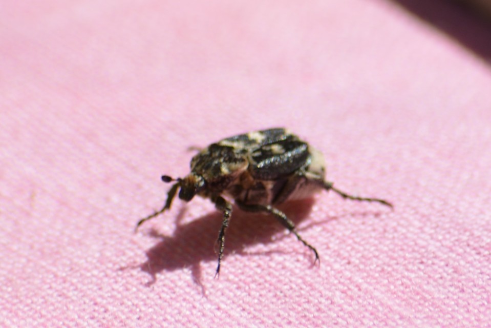Valgus hemipterus - suta virágbogár