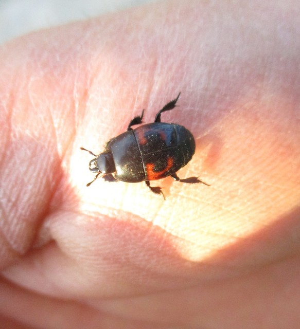 Hister quadrimaculatus - közönséges sutabogár