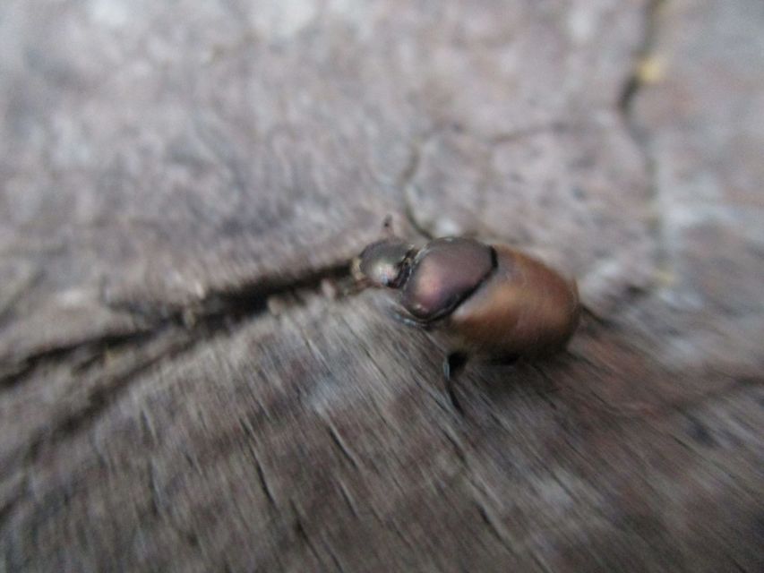 Onthophagus coenobita - rezes trágyatúró