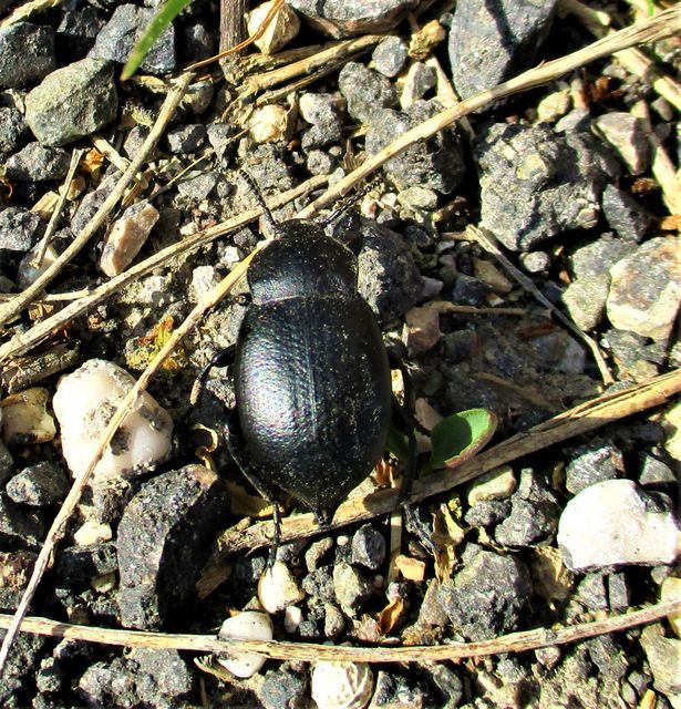 Blaps abbreviata - déli bűzbogár