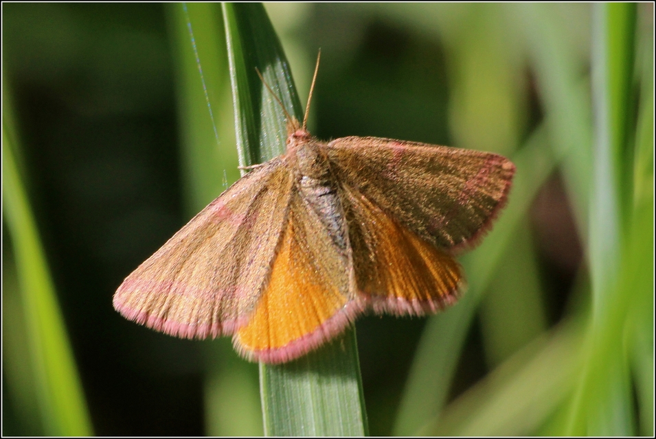 Lythria purpuraria - bíborsávos araszoló
