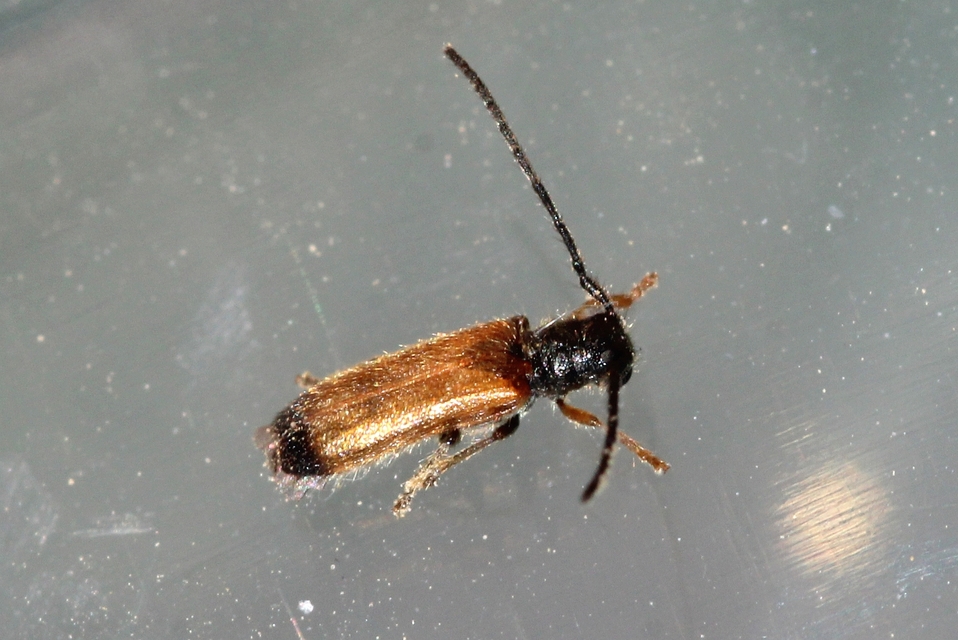 Tetrops praeustus - közönséges négyszeműcincér
