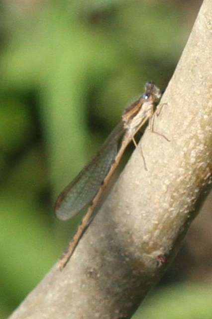 Sympecma fusca - téli rablószitakötő