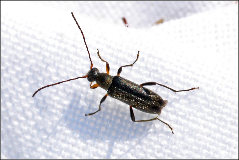 Grammoptera ruficornis - gyűrűscsápú galagonyacincér Grammoptera ruficornis - gyűrűscsápú galagonyacincér