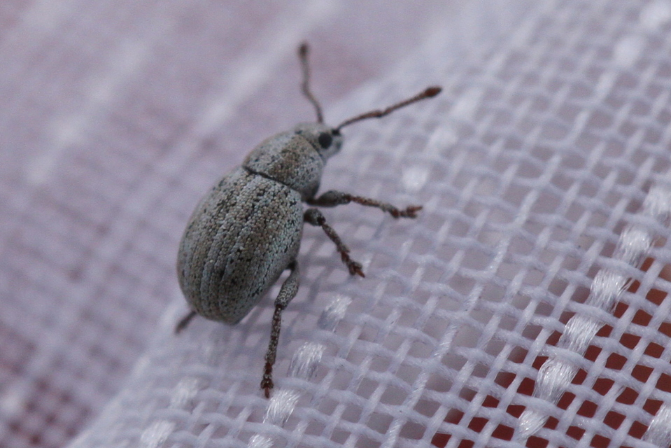 Centricnemus leucogrammus - kis kendermagbogár