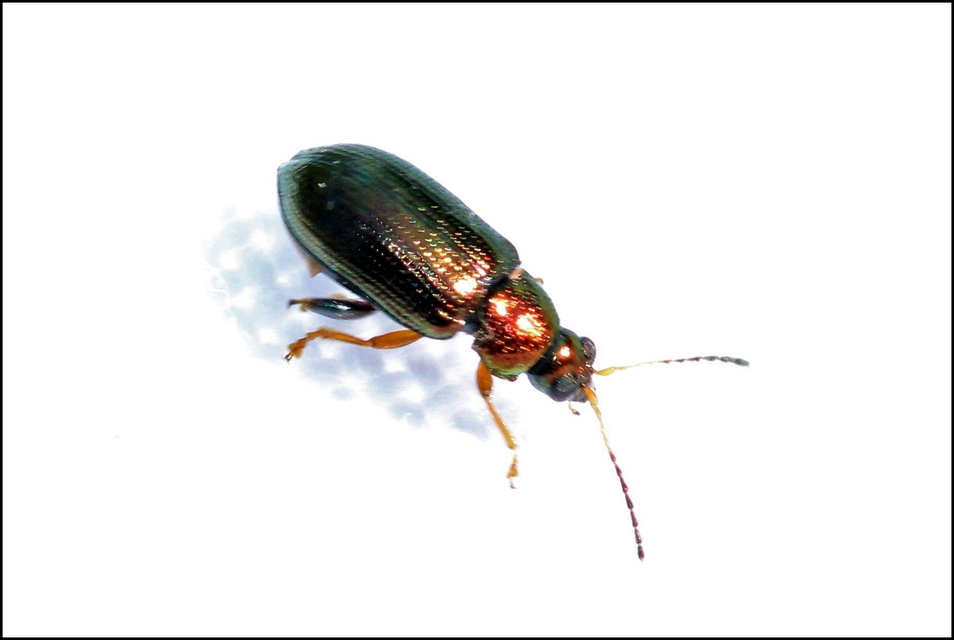 Crepidodera