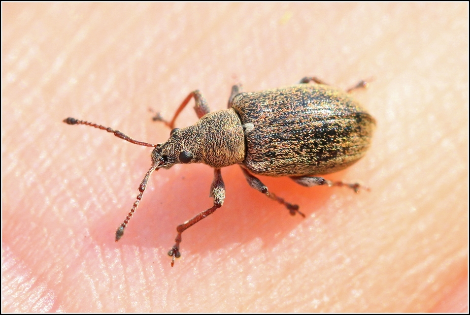 Phyllobius pyri - gyümölcsfa-levélormányos