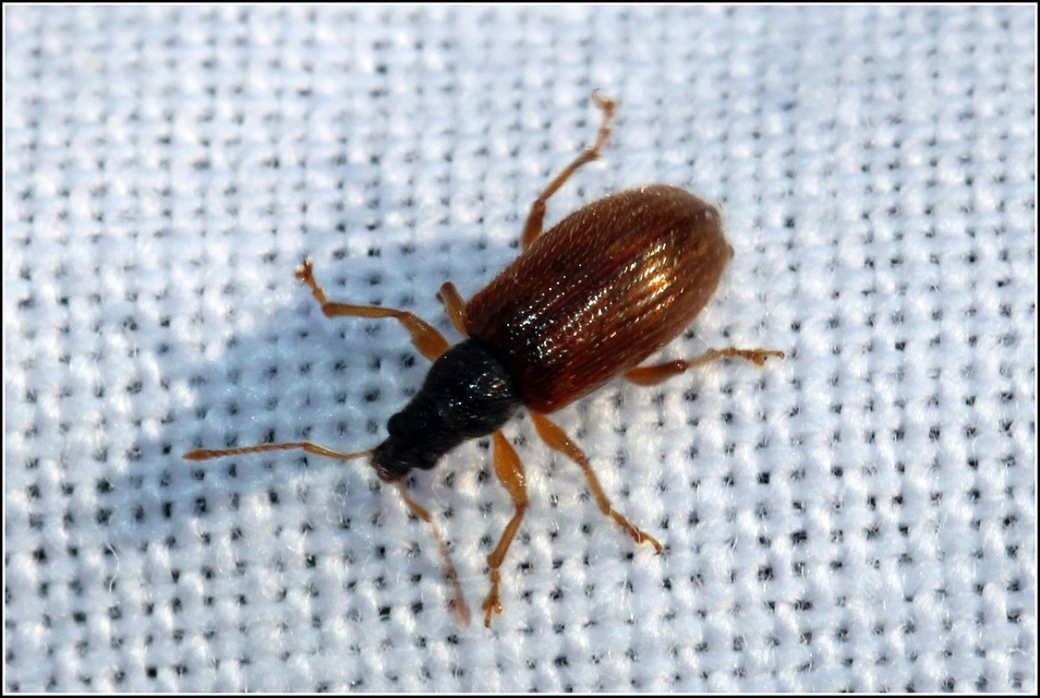 Phyllobius oblongus - közönséges levélormányos