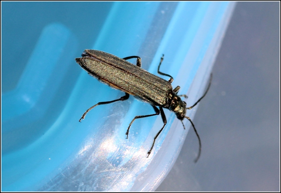 Oedemera