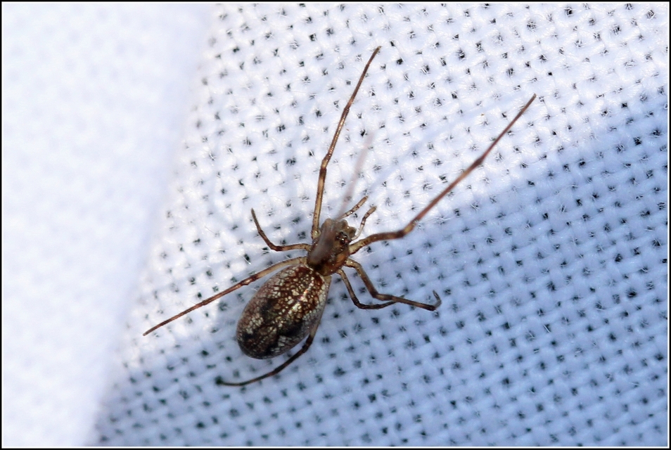 Tetragnatha