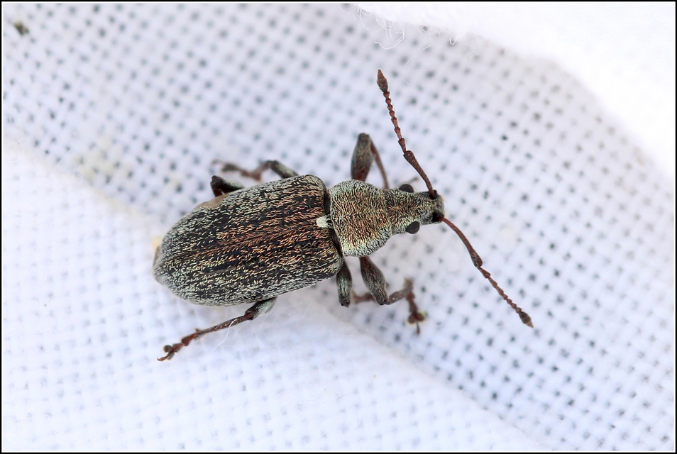 Phyllobius pyri - gyümölcsfa-levélormányos