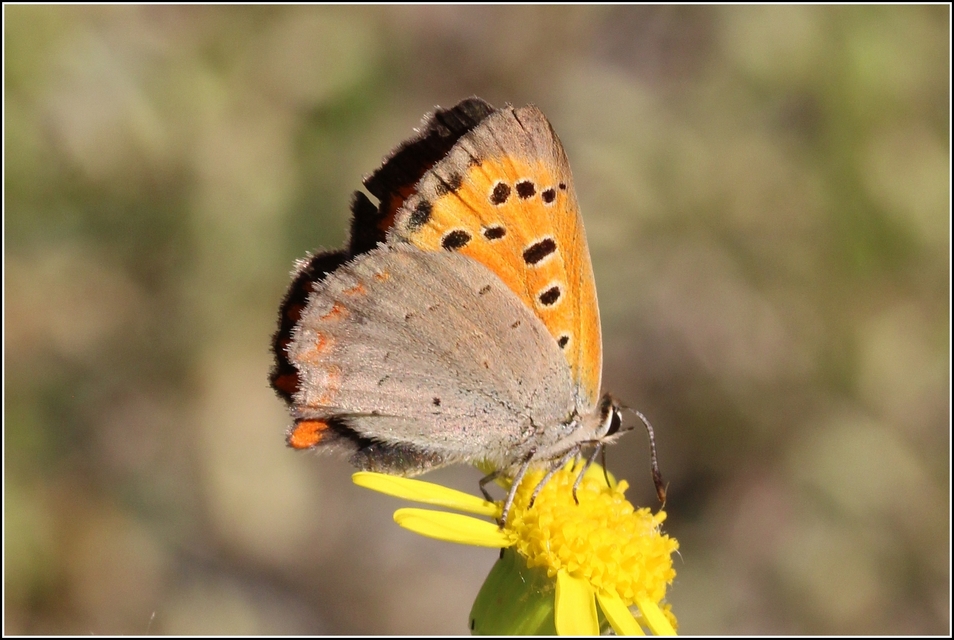 Lycaena phlaeas - közönséges tűzlepke