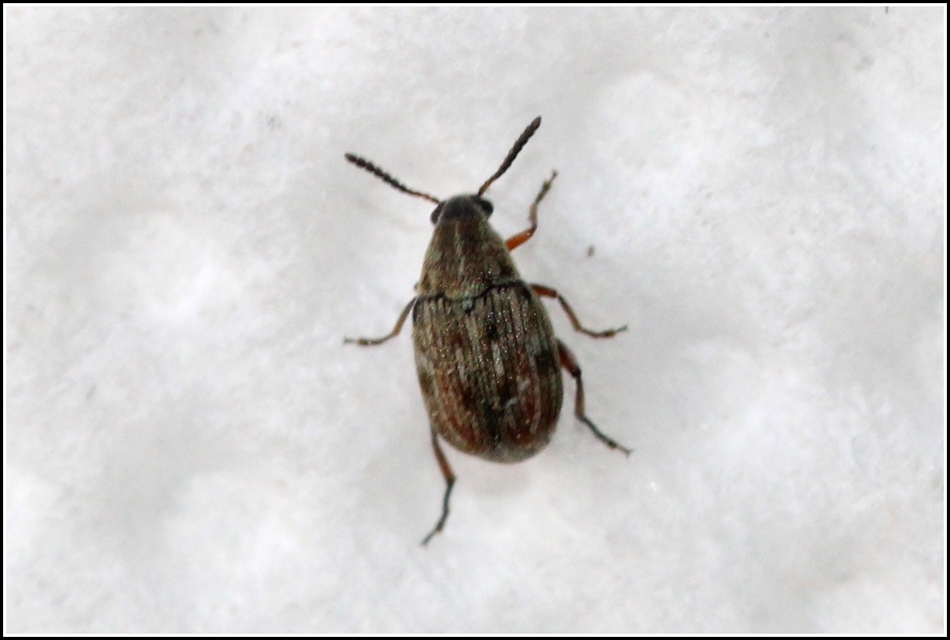 Acanthoscelides pallidipennis - gyalogakác-zsizsik