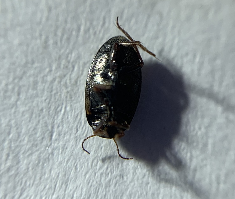 Hydroporus planus - gyakori kiscsíkbogár