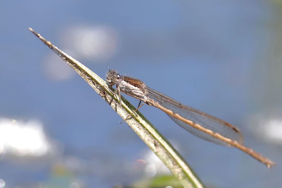 Sympecma fusca - téli rablószitakötő