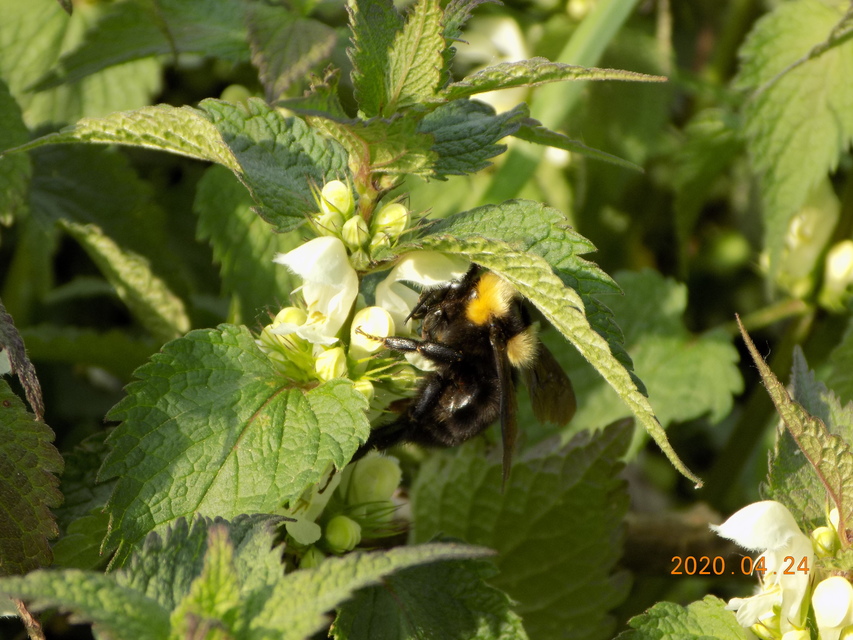 Bombus argillaceus - délvidéki poszméh