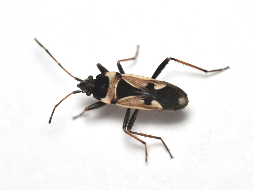 Raglius confusus