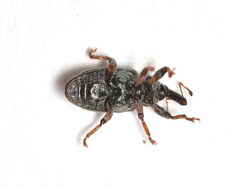 Dorytomus puberulus - feketenyár-hangormányos
