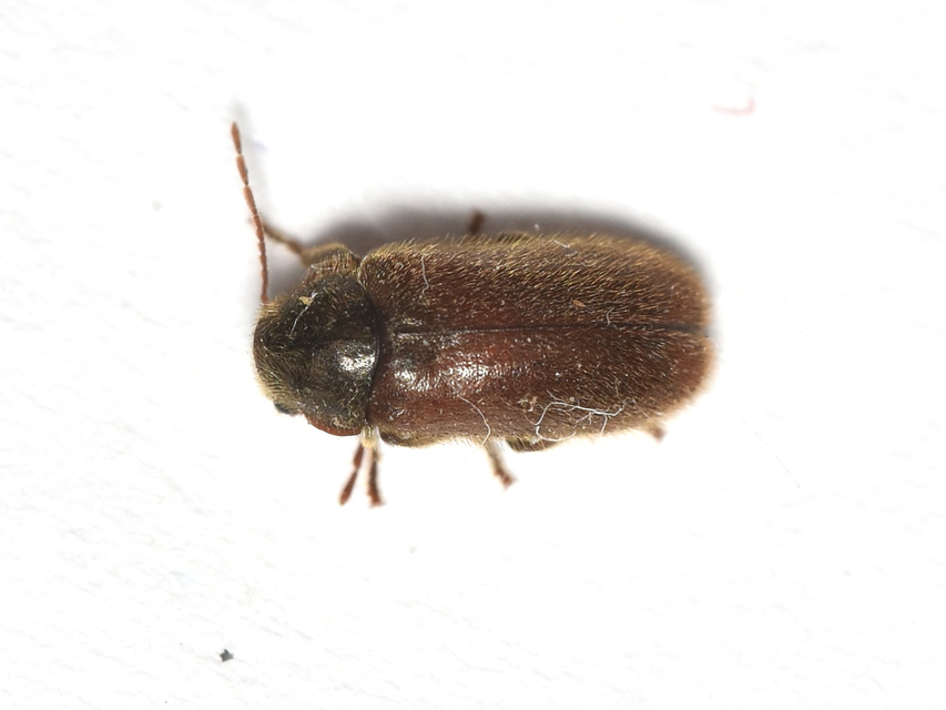 Hyperisus plumbeus - fémes álszú