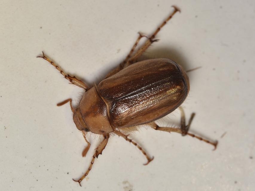 Rhizotrogus aestivus - tavaszvégi cserebogár