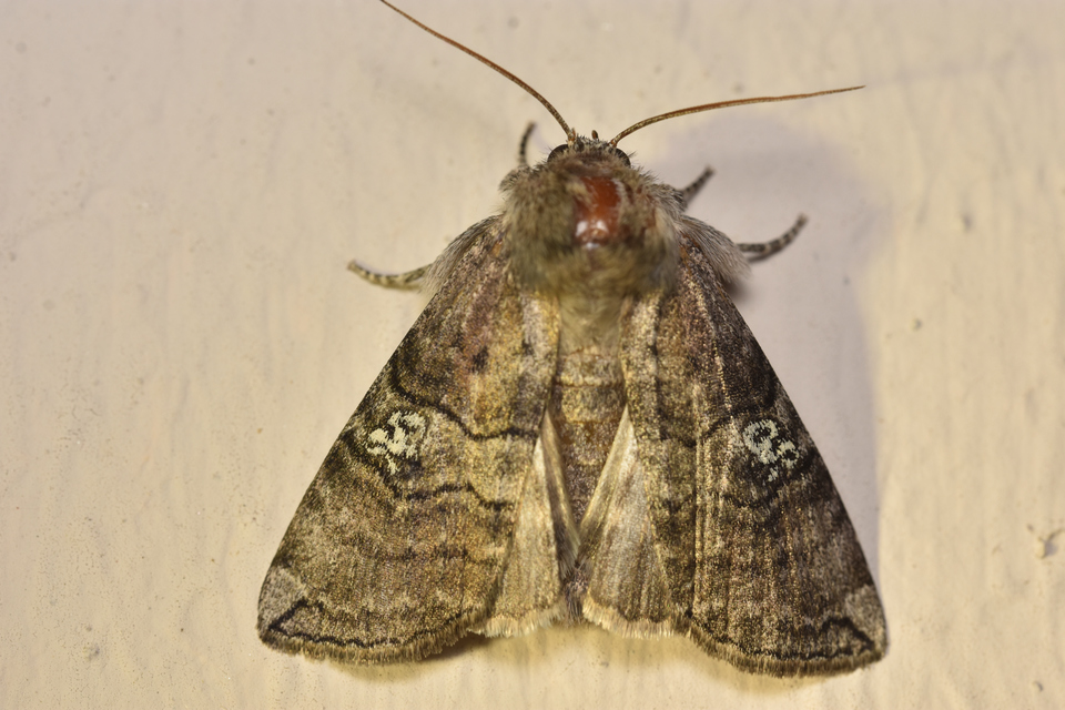 Tethea ocularis - pápaszemes pihésszövő