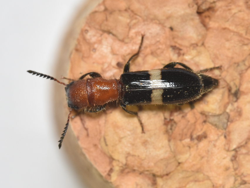 Denops albofasciatus - nagyfejű szúfarkas
