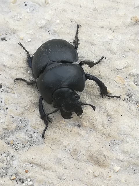 Lethrus apterus - nagyfejű csajkó