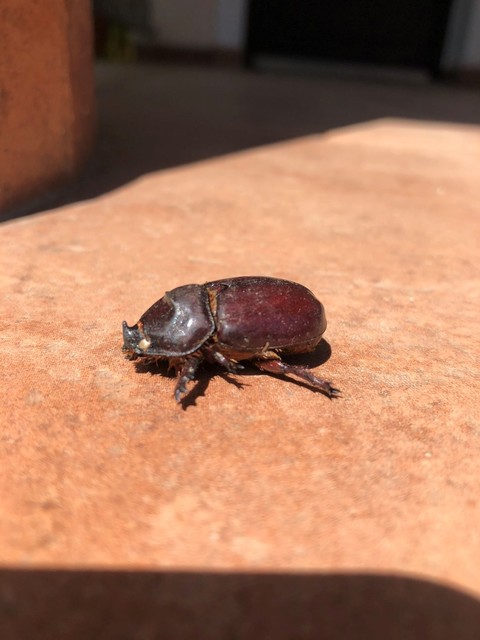 Oryctes nasicornis - orrszarvú bogár