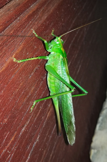 Tettigonia viridissima - zöld lombszöcske