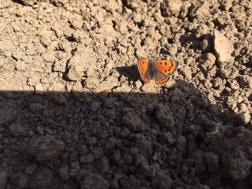 Lycaena phlaeas - közönséges tűzlepke