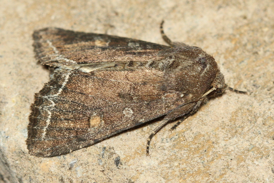 Lacanobia oleracea - saláta-kertibagoly