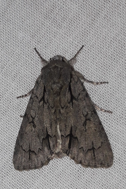 Acronicta psi - pszi-betűs szigonyosbagoly