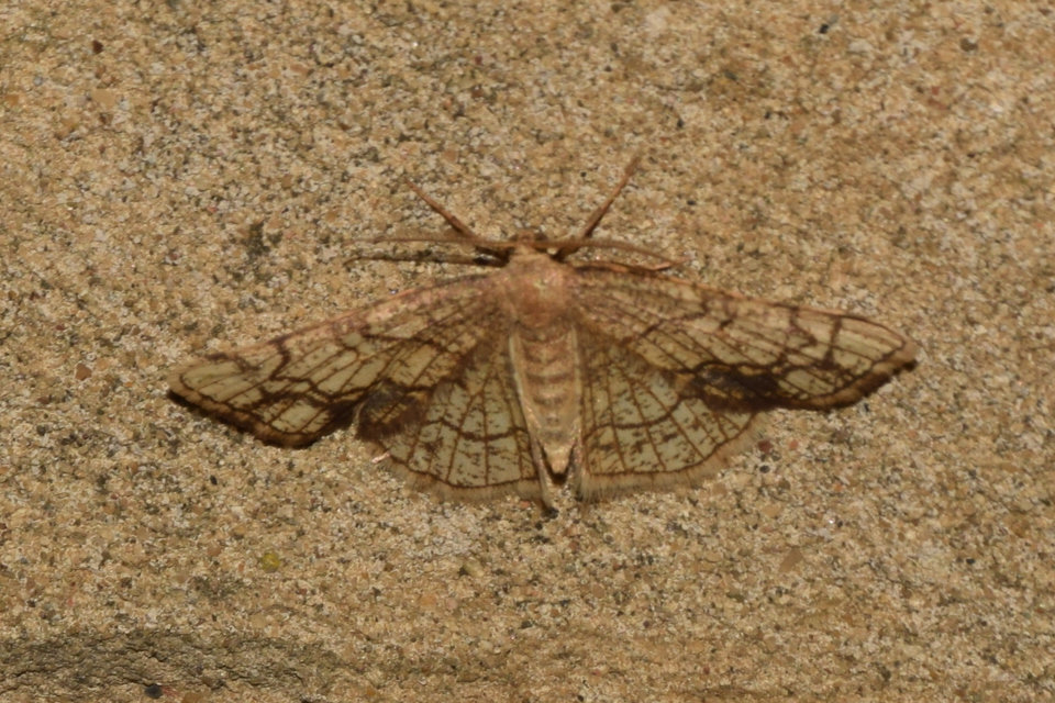 Stegania dilectaria - fehérnyár-araszoló