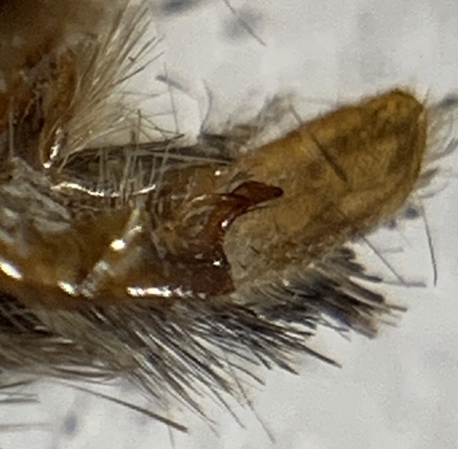 Acronicta psi - pszi-betűs szigonyosbagoly