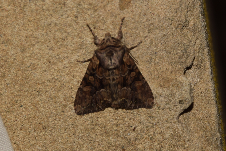 Lacanobia thalassina - borbolya-kertibagoly