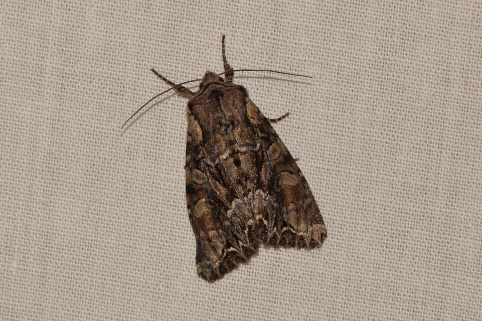 Lacanobia thalassina - borbolya-kertibagoly
