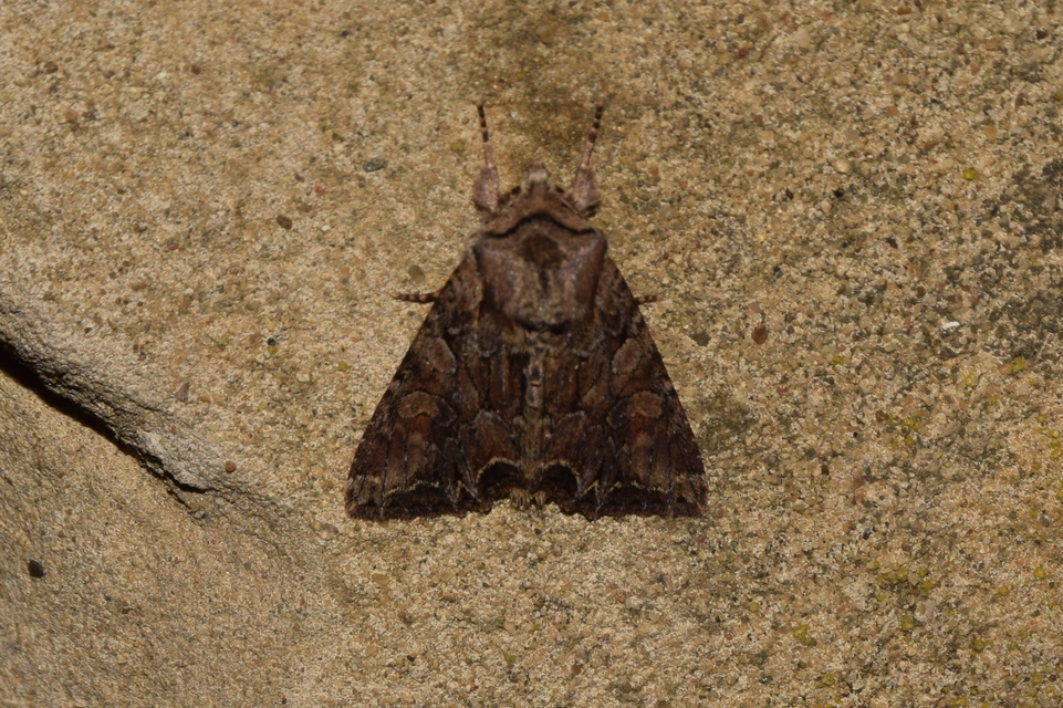 Lacanobia thalassina - borbolya-kertibagoly