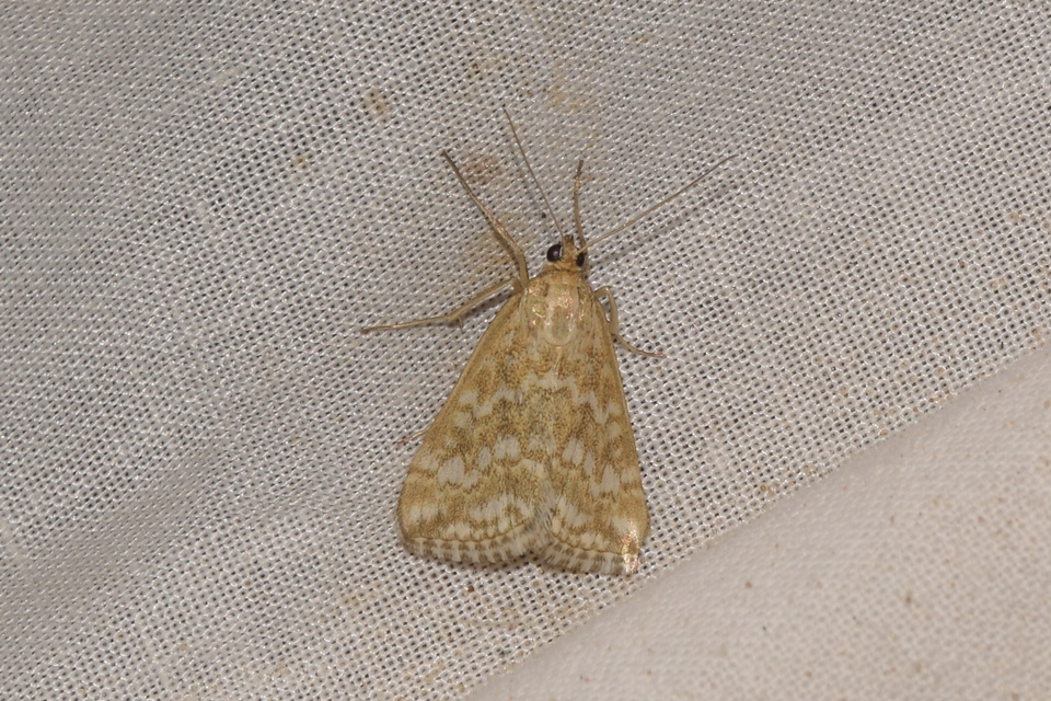 Evergestis frumentalis - tavaszi dudvamoly