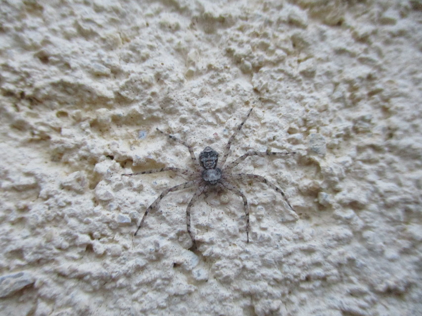 Philodromus poecilus - cifra karolópók