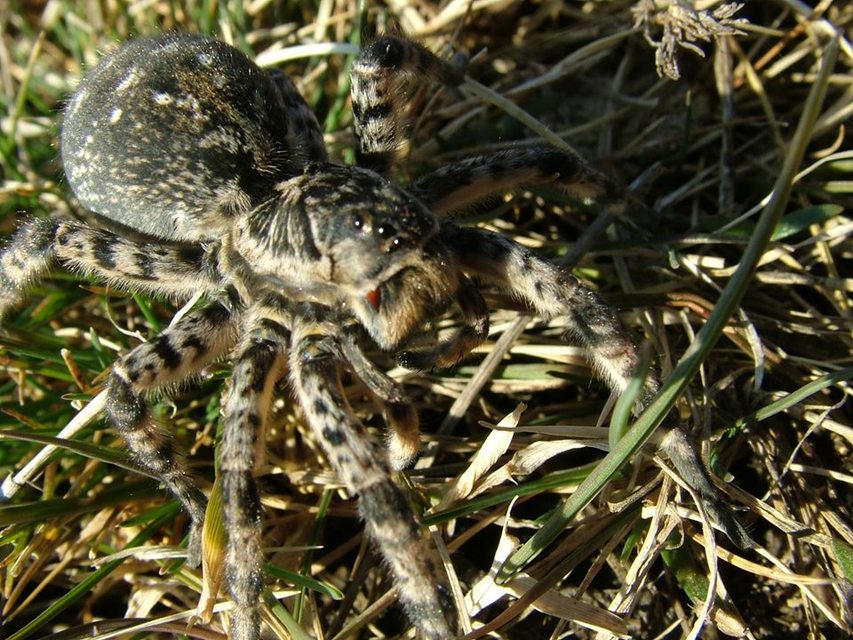 Lycosa singoriensis - szongáriai cselőpók