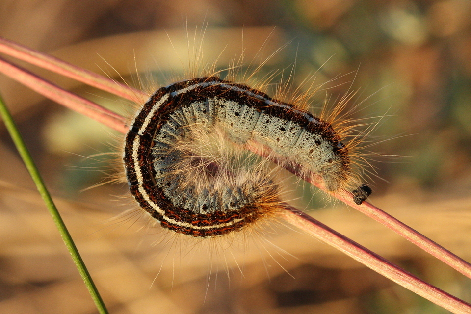 Malacosoma castrensis - kutyatejszövő