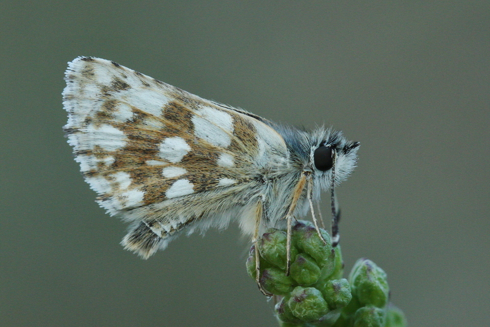 Spialia orbifer - törpe busalepke