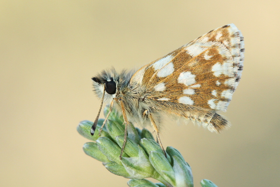 Spialia orbifer - törpe busalepke