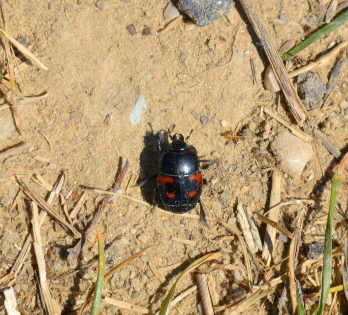Hister quadrimaculatus - közönséges sutabogár