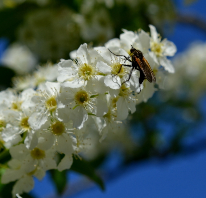 Empididae - táncoslegyek