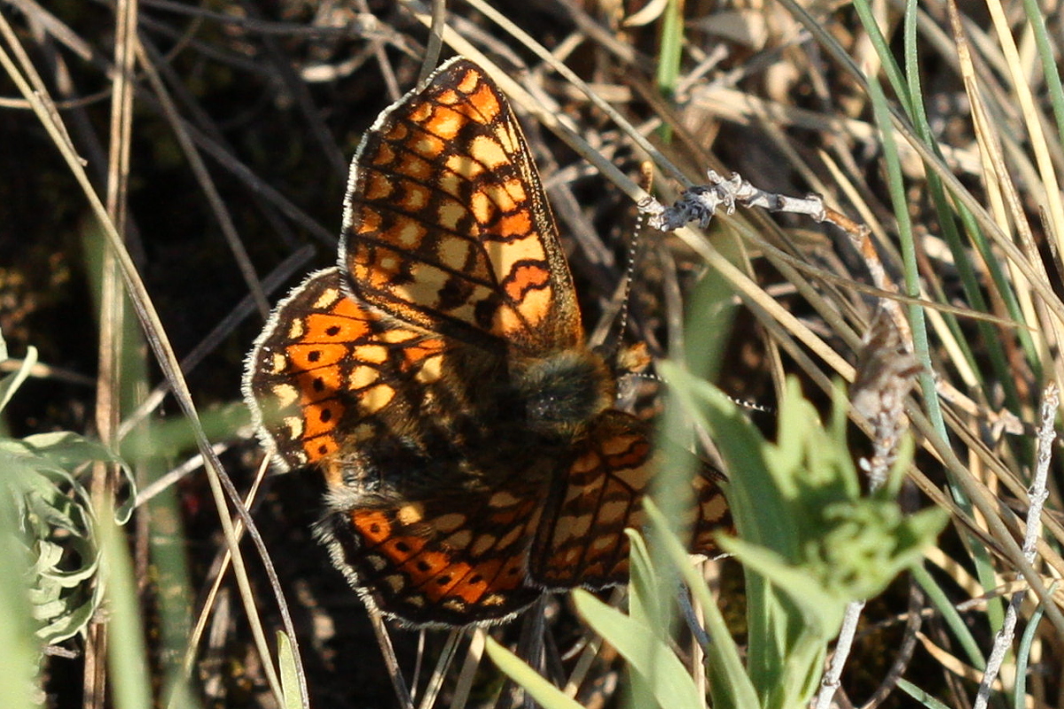 Euphydryas aurinia - lápi tarkalepke