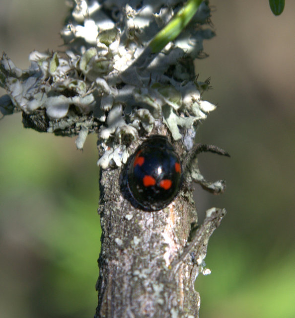Exochomus quadripustulatus - négyfoltos szerecsenkata