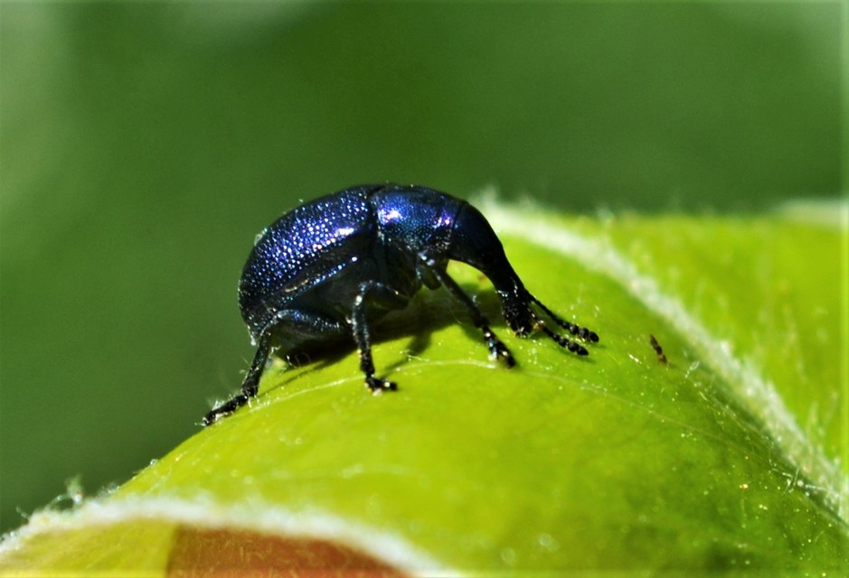 Byctiscus betulae - szőlő-levélsodró