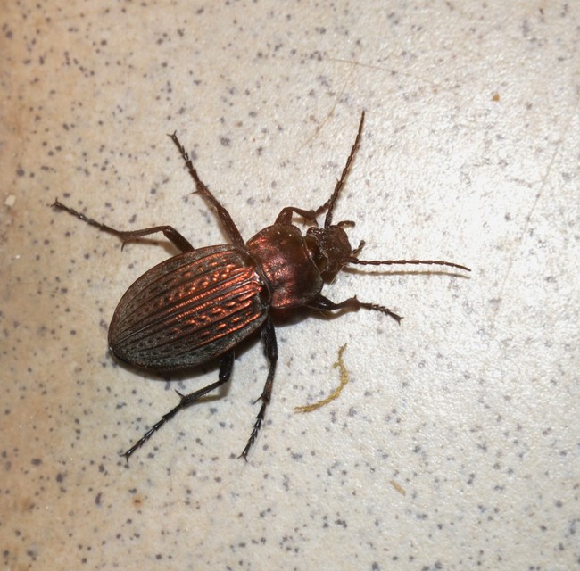 Carabus ulrichii - rezes futrinka Carabus ulrichii - rezes futrinka